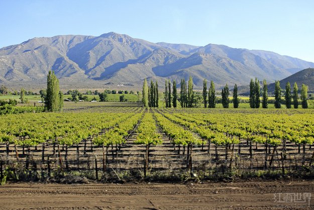 特濃情（Torrontes）是阿根廷的一個標(biāo)志性白葡萄品種，用它釀造出來的葡萄酒酒體輕盈，香氣馥郁，帶有各種花朵的芬芳。