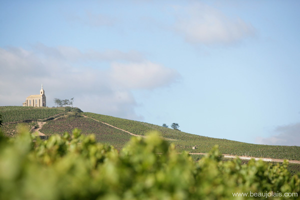 Inter Beaujolais以優(yōu)質(zhì)年份佳釀慶賀猴年來(lái)臨