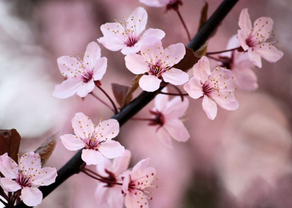 櫻花季來了！Airbnb帶您像本地人一樣“花見”