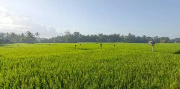 巴厘島烏布塔娜伽嘉Chedi Club，文青范度假