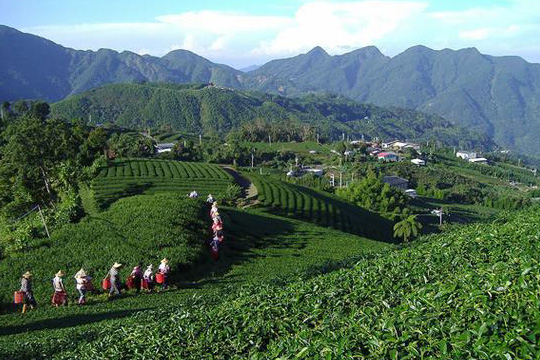 中國(guó)茶葉的掙扎 有姓無名難闖天下