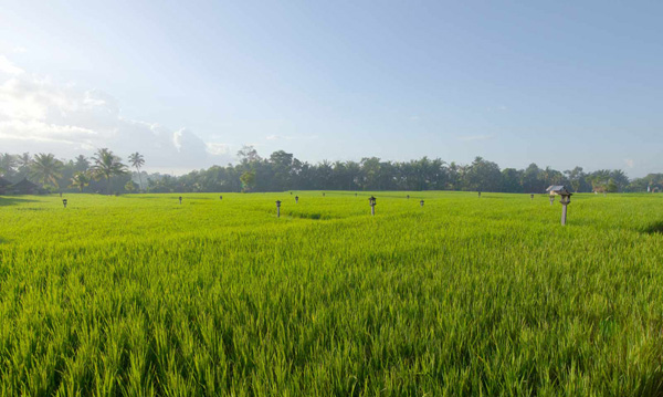 The Chedi Club Ubud 重新演繹傳統(tǒng)巴厘島式建筑