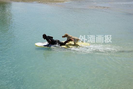 不少游客帶著寵物一起度假，金毛犬已經(jīng)能熟練跳上滑水板