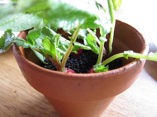 Radish， soil and grass 小蘿卜、土和草