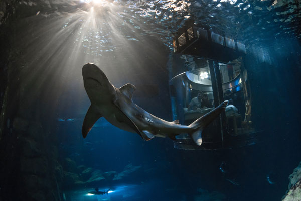 中國情侶入住Airbnb巴黎水族館，和鯊魚“共眠”