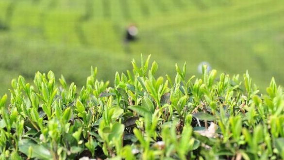 買茶，別被“明前茶、古樹茶、手工茶”這些標簽給忽悠了