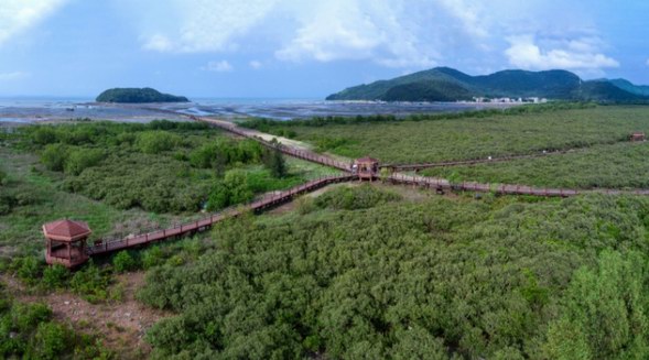 馬爹利在中國啟動(dòng)紅樹林保護(hù)項(xiàng)目