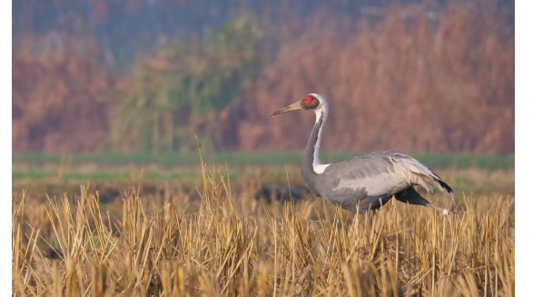 800mm焦距下的野鳥之美