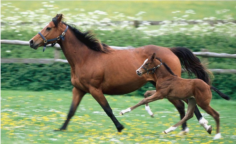 世界名馬介紹之伊犁馬,世界十大名馬排行榜top5