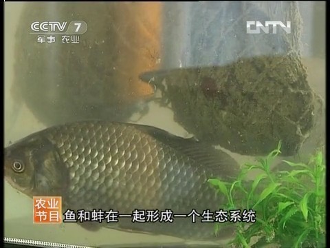 五年后，CCTV攜手長生鳥再探‘能吃的珍珠’