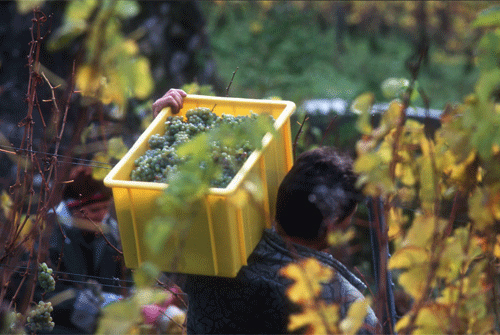 工人搬運(yùn)一箱箱的葡萄穿梭在雷司令(Riesling)園區(qū)內(nèi) 